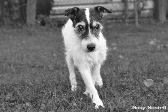 Parson Jack Russell Terrier Idemo by Windrush, Champion des Herzens