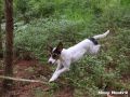 17.07.2017: Rettungshundetraining – Flächensuche (2)