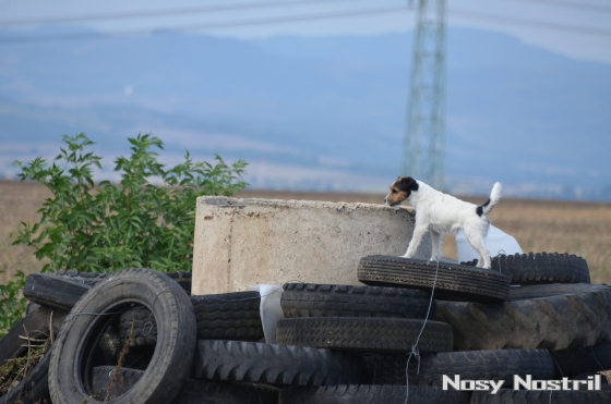 Dajajovita van 't Geystersveld bei der FCI WM 2012