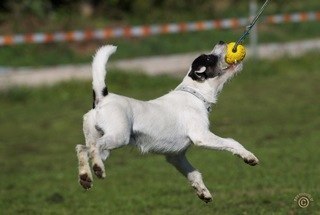 Charlie Chaplin vom Mehrental, Vater der Welpen, Deckrüde im Parson und Jack Russell Terrier Club Österreich Charlie Chaplin vom Mehrental, Vater der Welpen, Deckrüde im Parson und Jack Russell Terrier Club Österreich