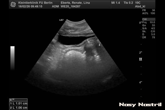 Das Ultraschall zeigt die drei Welpen des Nosy Nostril B-Wurfs