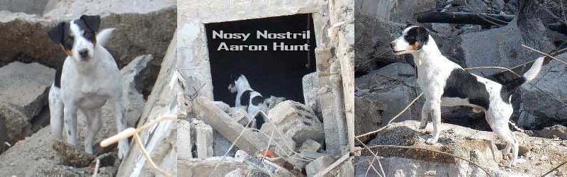 Nosy Nostril | Parson Russell Terrier Zucht & Leistung | Leistungsprüfungen Nosy Nostril Aaron Hunt