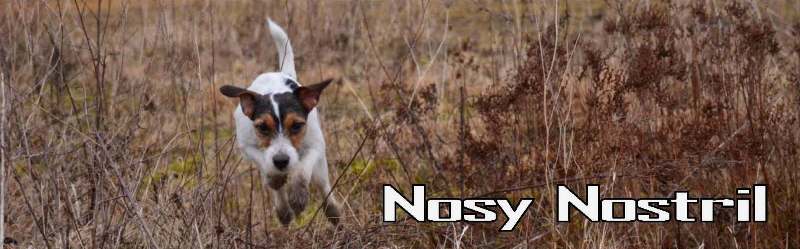 Nosy Nostril | Parson Russell Terrier Working & Breeding | Search & Rescue & Help
