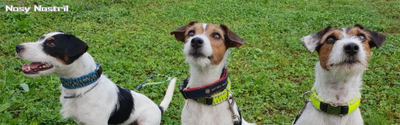 IRO Rettungshunde WM 2018 | IRO Weltmeister Trümmersuche 2018 | Nosy Nostril News