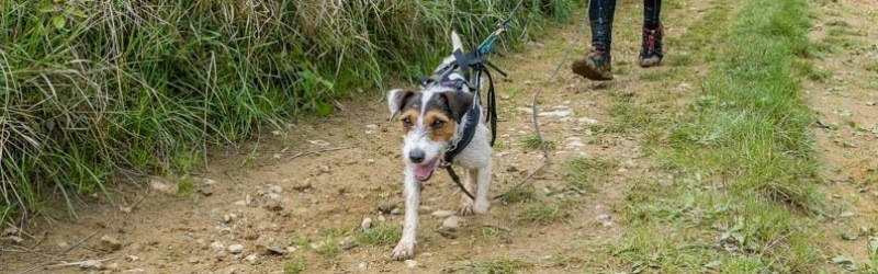 Parson Russell Terrier im Canicross | Hard Dog Race 2018 | Nosy Nostril News