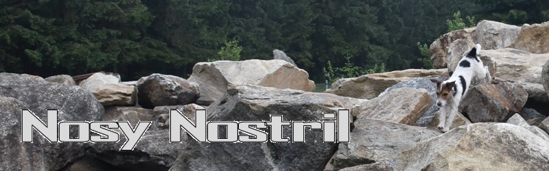 Nosy Nostril | Parson Russell Rassehundezucht Berlin-Brandenburg