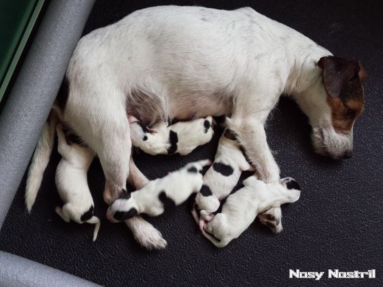 25.06.2016: Angelina Jolie und der Nosy Nostril A-Wurf - Taking Lives 25.06.2016: Angelina Jolie und der Nosy Nostril A-Wurf - Taking Lives