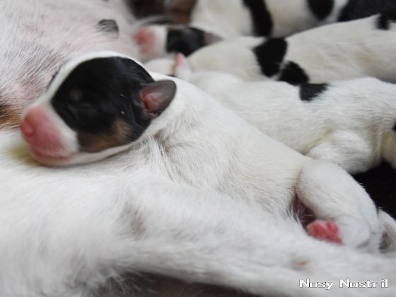 26.06.2016: Nosy Nostril Angelina Jolie - Anybody Seen My Baby (1) 26.06.2016: Nosy Nostril Angelina Jolie - Anybody Seen My Baby (1)