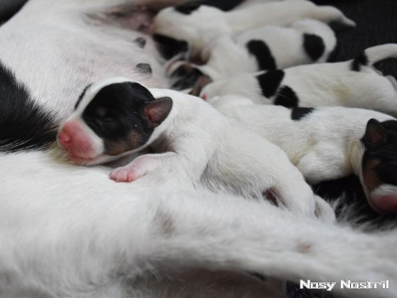 26.06.2016: Nosy Nostril Angelina Jolie - Anybody Seen My Baby (2) 26.06.2016: Nosy Nostril Angelina Jolie - Anybody Seen My Baby (2)