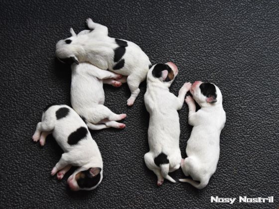 26.06.2016: Nosy Nostril Parson Russell Terrier Welpen - Give Me Five 26.06.2016: Nosy Nostril Parson Russell Terrier Welpen - Give Me Five