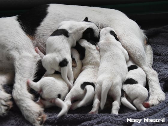30.06.2016: Parson Russell Terrier Welpen - Trinken und vom Trinken träumen 30.06.2016: Parson Russell Terrier Welpen - Trinken und vom Trinken träumen