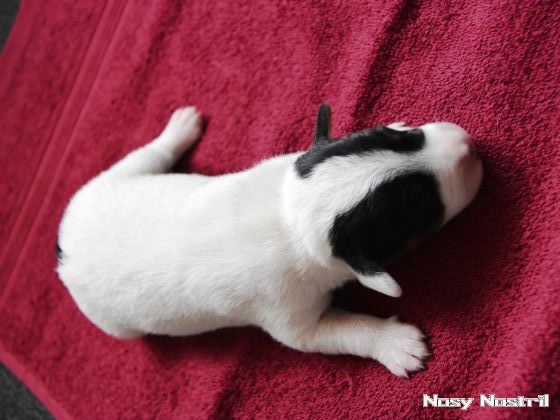 01.07.2016: Angelina Jolie ist Lara Croft (1) 01.07.2016: Angelina Jolie ist Lara Croft (1)