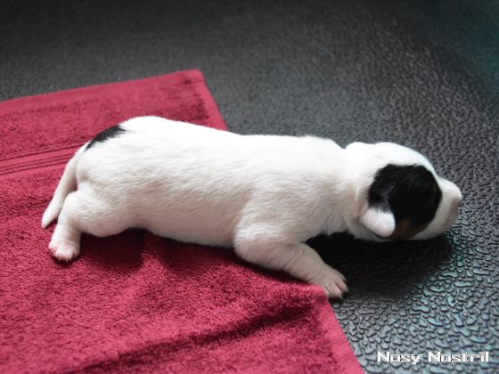 01.07.2016: Angelina Jolie ist Lara Croft (2) 01.07.2016: Angelina Jolie ist Lara Croft (2)