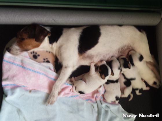 07.07.2016: Parson Russell Terrier Welpen - Die ersten Augen-Blicke machen hungrig und müde 07.07.2016: Parson Russell Terrier Welpen - Die ersten Augen-Blicke machen hungrig und müde
