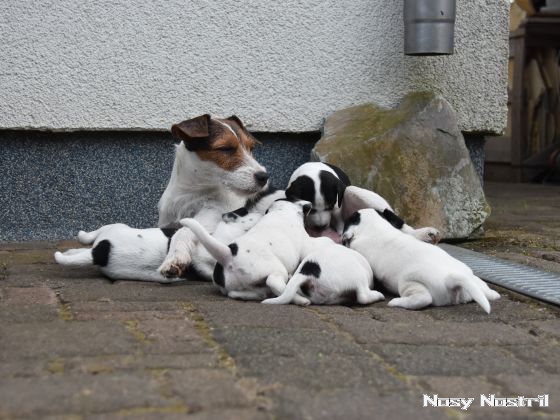 25.07.2016: Parson Russell Terrier Welpen - Trinken, turnen, träumen 25.07.2016: Parson Russell Terrier Welpen - Trinken, turnen, träumen