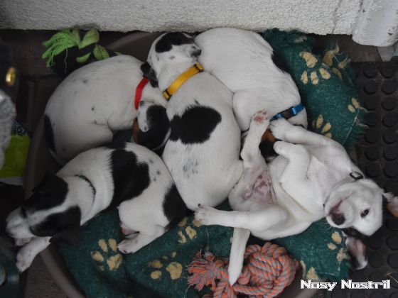 30.07.2016: Welpenpaket 30.07.2016: Welpenpaket