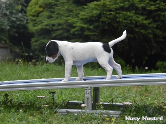 06.08.2016: Agility-Training für Welpen 06.08.2016: Agility-Training für Welpen