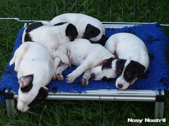 07.08.2016: Parson Russell Terrier - Have A Break... 07.08.2016: Have A Break...