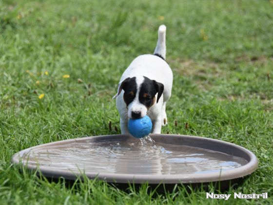 07.08.2016: Parson Russell Terrier - Wasserfreuden