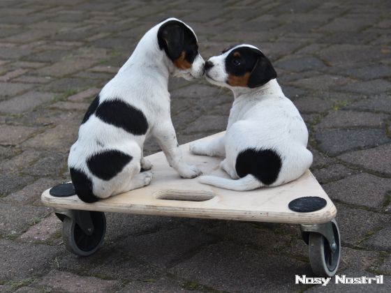 14.08.2016: Parson Russell Terrier Welpen des A-Wurfs (Rüde und Hündin) 14.08.2016: Parson Russell Terrier Welpen des A-Wurfs (Rüde und Hündin)