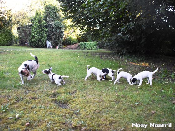 25.08.2016: Welpenspielstunde (2) 25.08.2016: Welpenspielstunde (2)