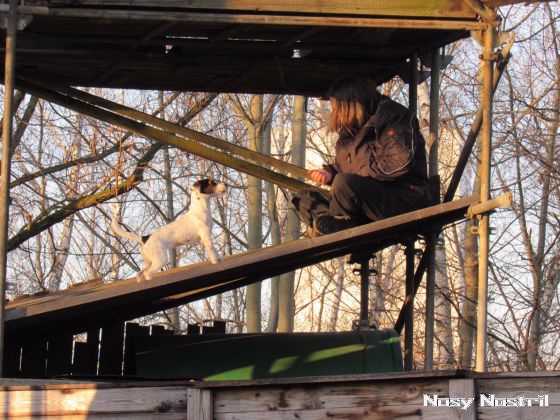 31.12.2016: Nosy Nostril Angelina Jolie beim Junghundetraining. 31.12.2016: Nosy Nostril Angelina Jolie beim Junghundetraining.