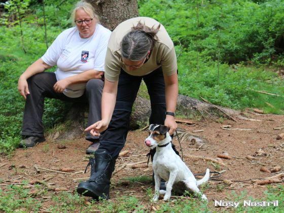 17.07.2017: Rettungshundetraining – Flächensuche (1) 17.07.2017: Rettungshundetraining – Flächensuche (1)