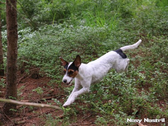 17.07.2017: Rettungshundetraining – Flächensuche (2) 17.07.2017: Rettungshundetraining – Flächensuche (2)