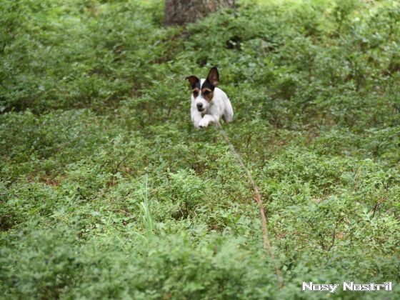 17.07.2017: Rettungshundetraining – Flächensuche (3) 17.07.2017: Rettungshundetraining – Flächensuche (3)
