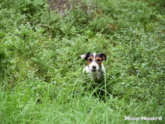 17.07.2017: Rettungshundetraining – Flächensuche (4) 17.07.2017: Rettungshundetraining – Flächensuche (4)