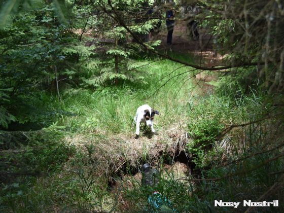 17.07.2017: Rettungshundetraining – Flächensuche (5) 17.07.2017: Rettungshundetraining – Flächensuche (5)