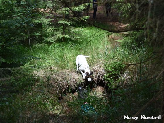 17.07.2017: Rettungshundetraining – Flächensuche (6) 17.07.2017: Rettungshundetraining – Flächensuche (6)