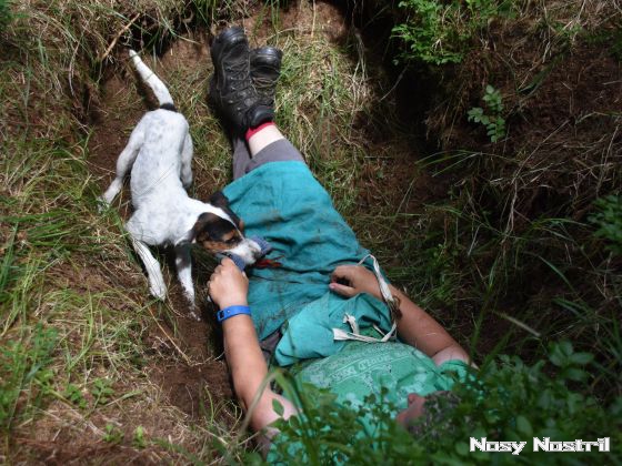 17.07.2017: Rettungshundetraining – Flächensuche (7) 17.07.2017: Rettungshundetraining – Flächensuche (7)