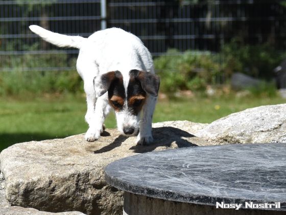 18.07.2017: Rettungshundetraining – Trümmersuche (1)