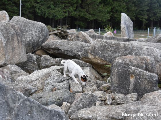 18.07.2017: Rettungshundetraining – Trümmersuche (3) 18.07.2017: Rettungshundetraining – Trümmersuche (3)