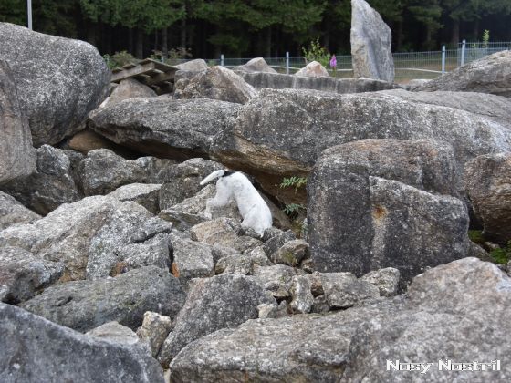 18.07.2017: Rettungshundetraining – Trümmersuche (4) 18.07.2017: Rettungshundetraining – Trümmersuche (4)