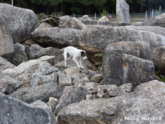 18.07.2017: Rettungshundetraining – Trümmersuche (5) 18.07.2017: Rettungshundetraining – Trümmersuche (5)