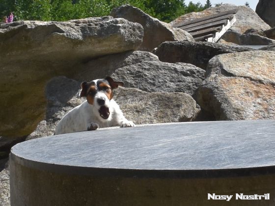 20.07.2017: Rettungshundetraining – Trümmersuche (7) 20.07.2017: Rettungshundetraining – Trümmersuche (7)