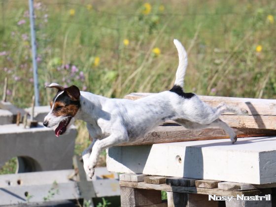 24.07.2017: Parson Russell Terrier – eine geballte Ladung Energie 24.07.2017: Eine geballte Ladung Energie