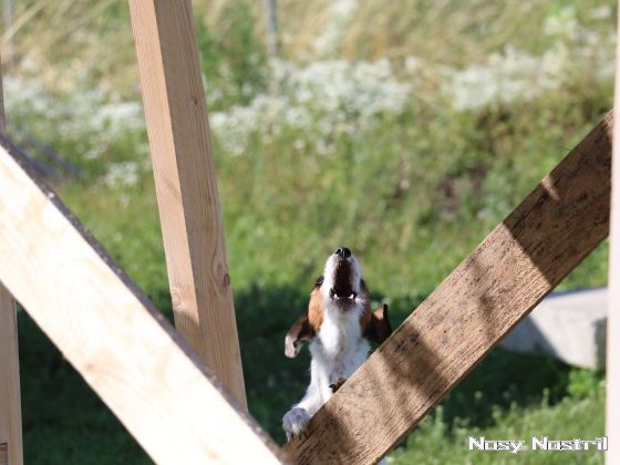 24.07.2017: Rettungshundetraining – Anzeige am Hochversteck