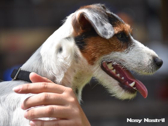 25.07.2017: Parson Russell Terrier, tricolor, knapp broken 25.07.2017: Traumhund mit Wahnsinns-Potential
