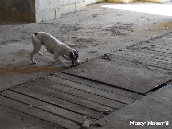 29.07.2017: Rettungshundetraining – Suchen, finden, anzeigen (1)