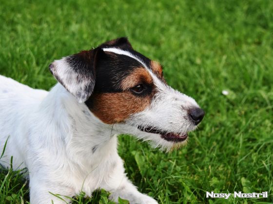 25.08.2017: Parson Russell Terrier – Rasseportrait 25.08.2017: Pause – nicht die einfachste Übung, doch Ruhephasen sind sehr wichtig
