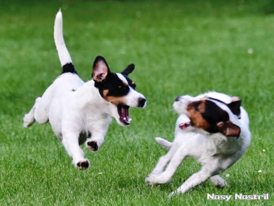 25.08.2017: Parson Russell Terrier – Sozialisation, Spiel und Spaß (2) 25.08.2017: Sozialisation, Spiel und Spaß (2)