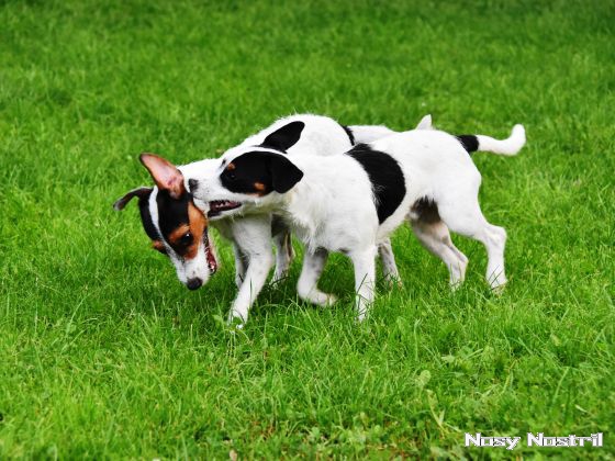 25.08.2017: Parson Russell Terrier – Sozialisation, Spiel und Spaß (3) 25.08.2017: Sozialisation, Spiel und Spaß (3)