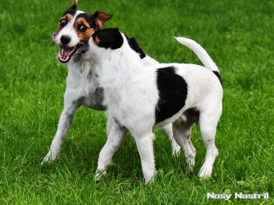 25.08.2017: Parson Russell Terrier – Sozialisation, Spiel und Spaß (4) 25.08.2017: Sozialisation, Spiel und Spaß (4)