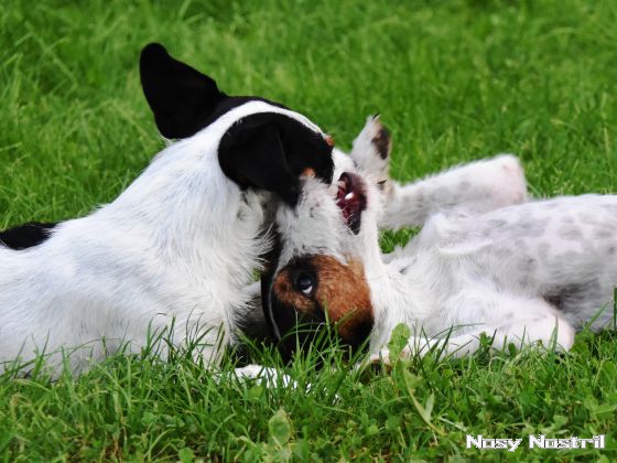 25.08.2017: Parson Russell Terrier – Sozialisation, Spiel und Spaß (5) 25.08.2017: Sozialisation, Spiel und Spaß (5)