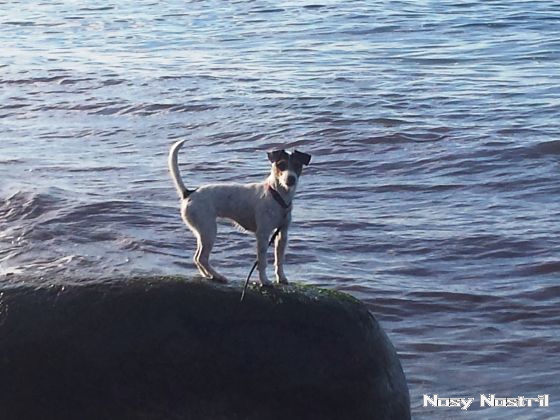 01.10.2017: Angelina Jolie – By The Sea (1) 01.10.2017: Angelina Jolie – By The Sea (1)