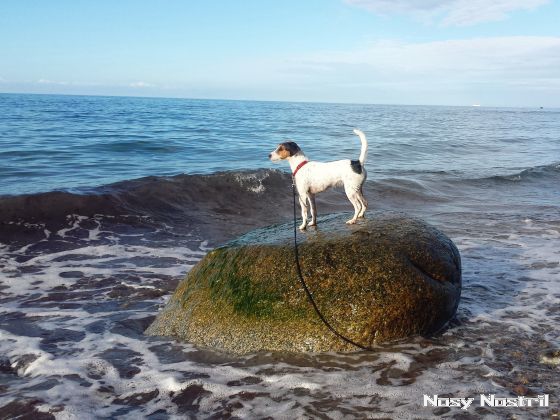 01.10.2017: Angelina Jolie – By The Sea (2) 01.10.2017: Angelina Jolie – By The Sea (2)