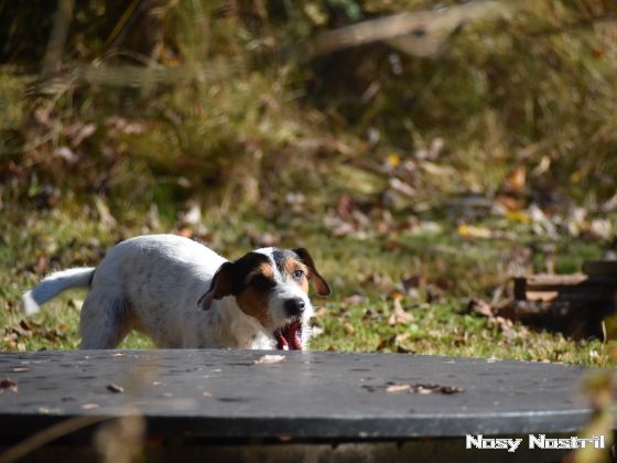 16.10.2017: Rettungshund – Anzeige Verbellen (1) 16.10.2017: Verbellanzeige